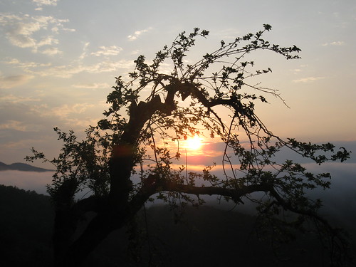 sunrise through an apple tree ... | Beauty is being in harmo… | Flickr