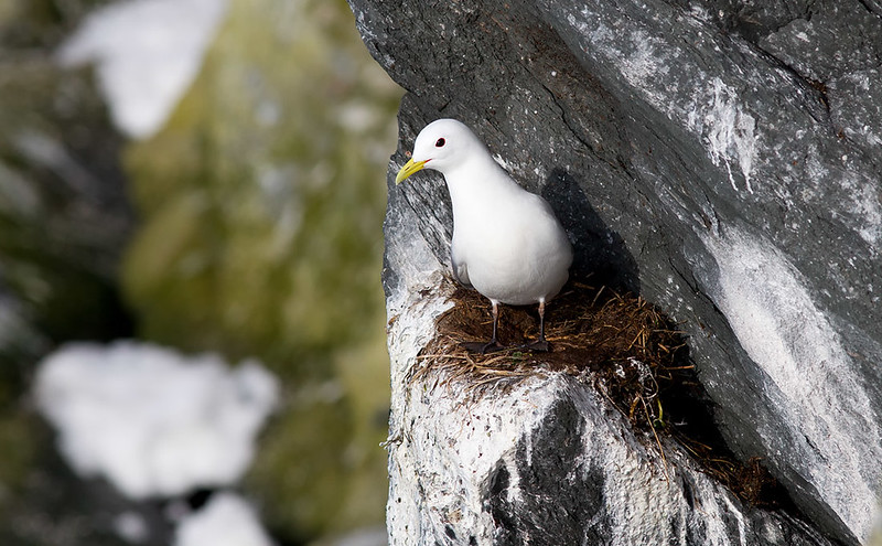 A Kittiwake nest on the edge