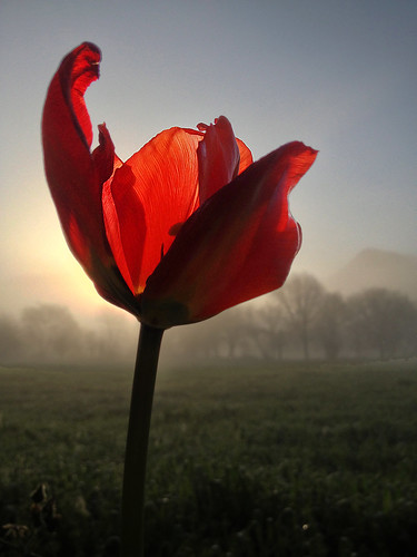 red flower field rural sunrise one spring story tulip springtime kayaköy challengeyouwinner