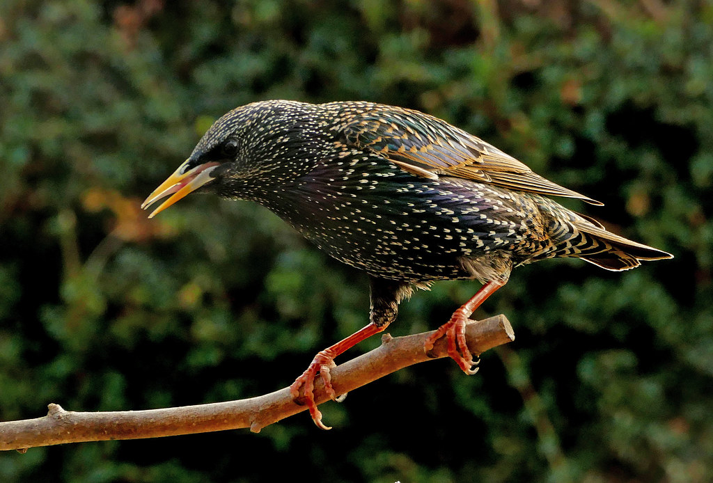 Starling (Sternus vulgaris)