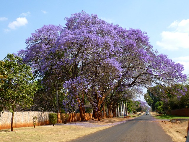 Jacaranda dans les rues d'Harare