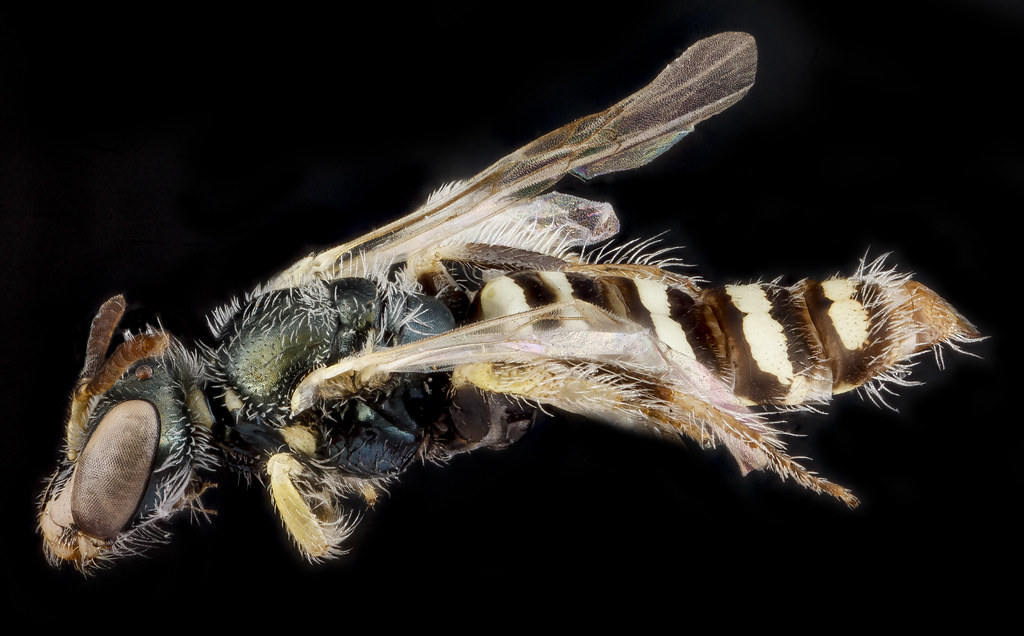 Perdita aridella, female, side_2012-07-31-18.02.42 ZS PMax… | Flickr