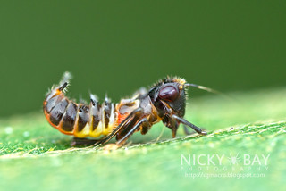 Leafhopper (Cicadellidae) - DSC_6649