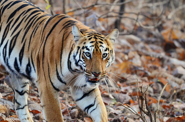 Eye of the tiger from Tadoba India[Nikon D7000][Nikon 300 F4 AF-S]