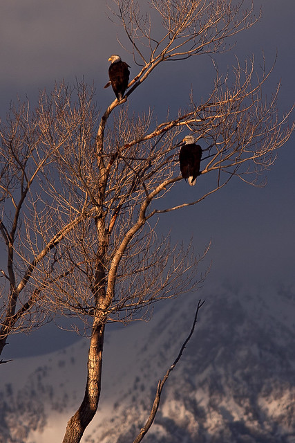 Eagles in a Tree
