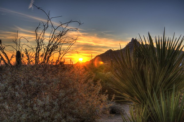 Yucca Sunset - web
