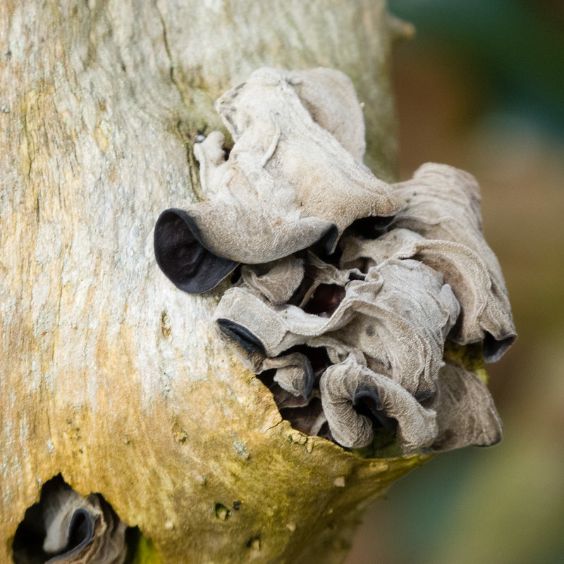 Dried-up ear fungus, Northycote