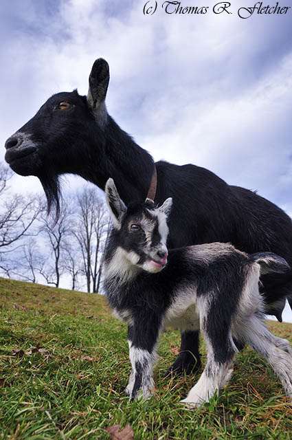 Pygmy Goat Kid and Nanny