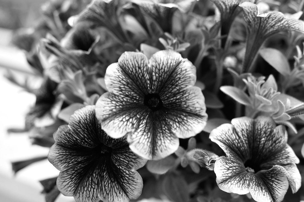 black and white blooms