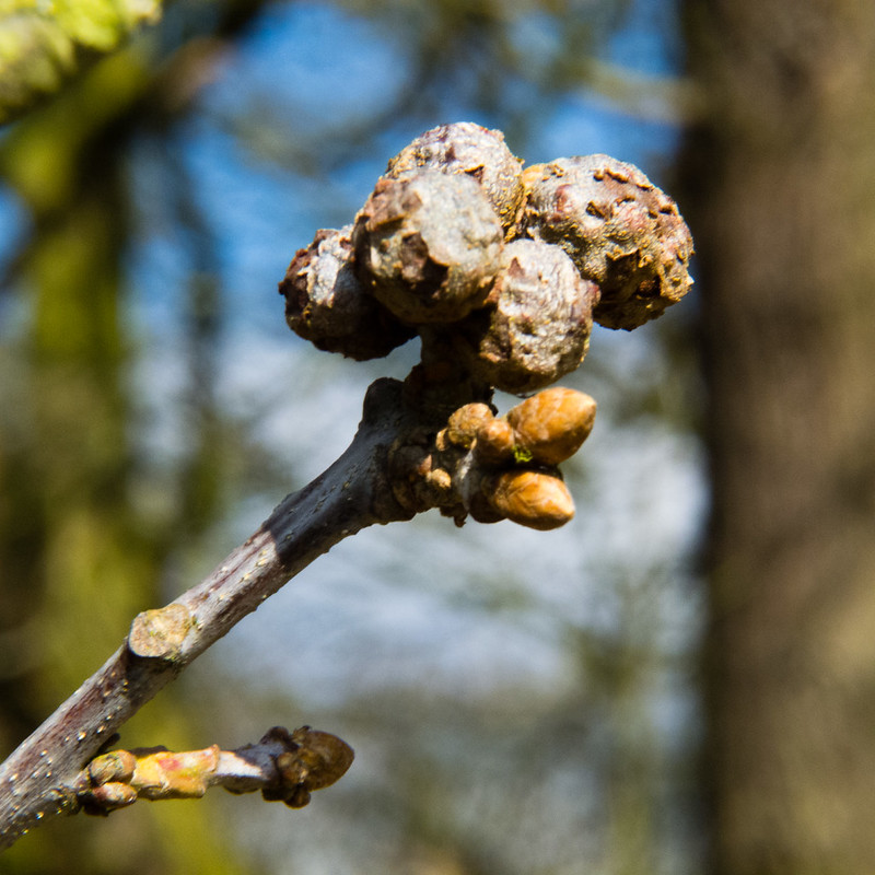 Oak buds and knobbly galls