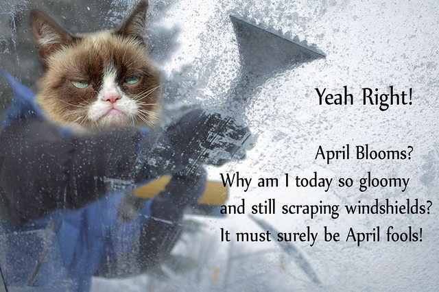 Grumpy Cat on 12 April 2013