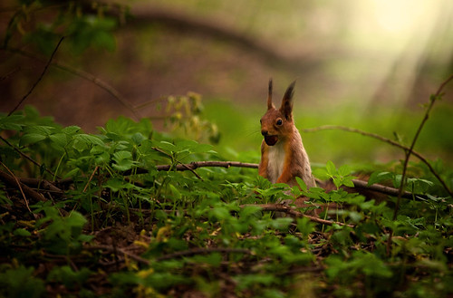 squirrel | by anton shvain