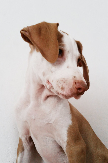 Baby hound, 2016