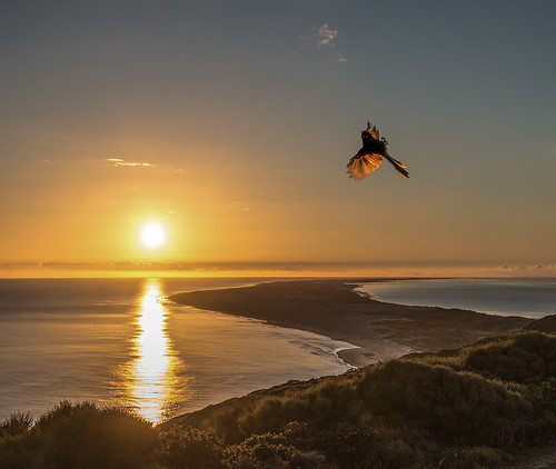 sea bird backlight sunrise bravo spit farewell nz tasman fantail