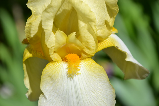 Iris jaune/blanc 41 pamina [identification en cours] 8749998907_f2f1fc756e_z