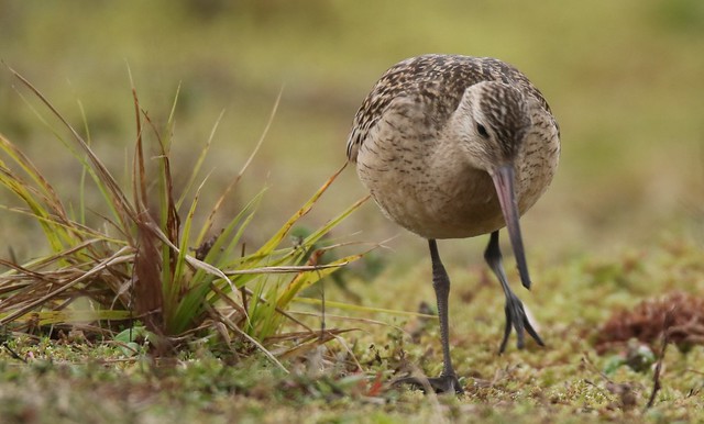 Bar-tailed Godwit   (Limosa lapponica)