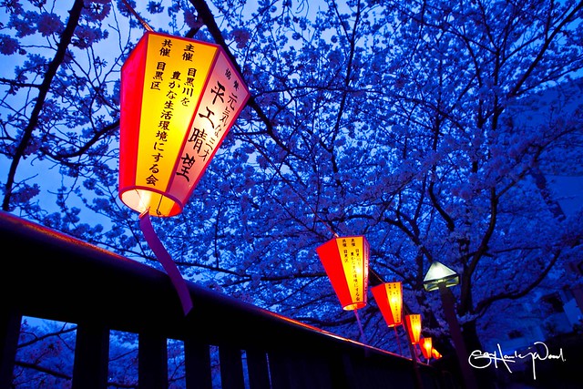 Tokyo Sakura Lanterns 4