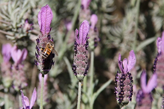 Bee on lavender flower.