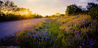 Llano County Wildflowers in Early Morning (panoramic)