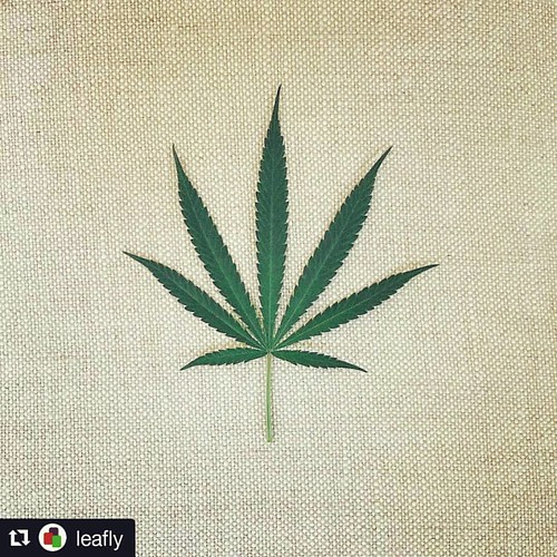 7 foliolos Planta poderosa #sialapaz #MarihuanaLove #Marihuana #MarihuanaLegal #MedicalMarihuana  #CannabisEsMedicina #Cannabis #CannabisMedicinal #CannabisCulture #Cannabis4us #CannabisCommunity #CannabisOil #CannabisCures #CannabisHeals #MedicalCannabis | by juanjapreneur
