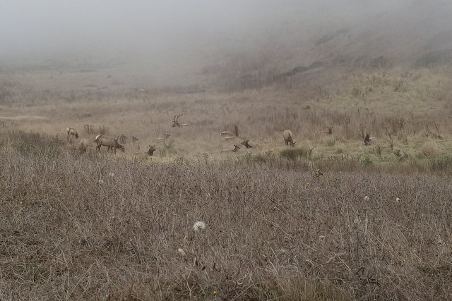 Tule Elk Preserve at Point Reyes National Seashore