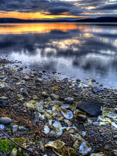 water sunrise reflections washington olympus pacificnorthwest oysters seashore hoodcanal olympuse3