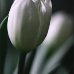 86/365 Tulip