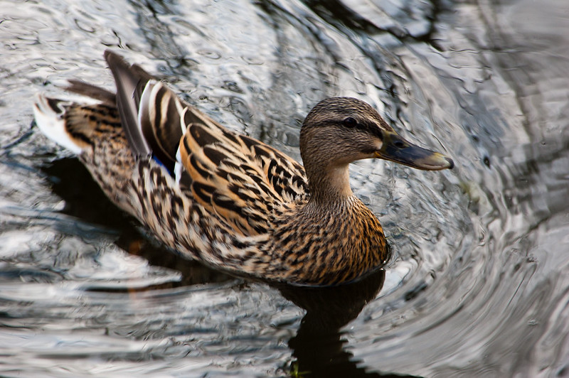 Mallard female