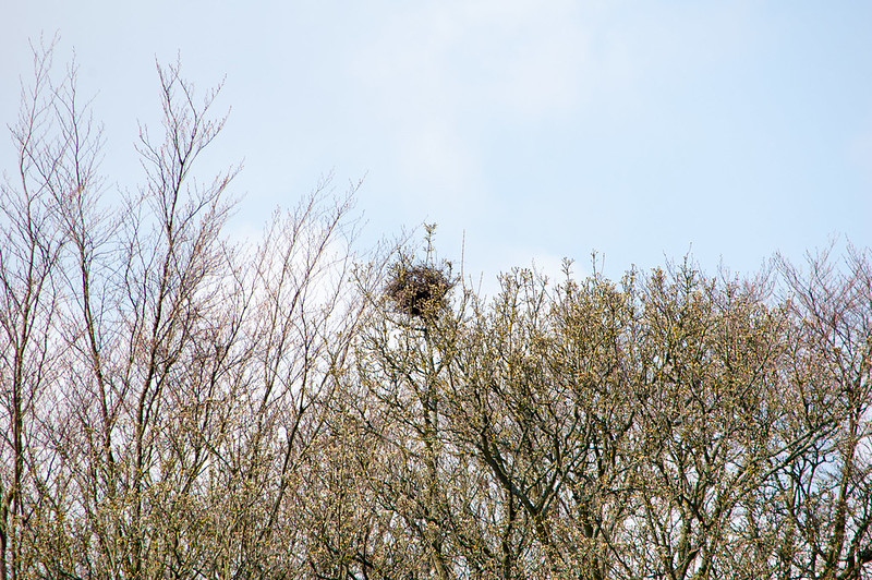 Possible buzzard's nest