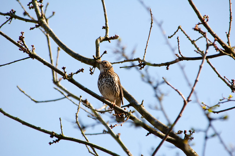 Song thrush singing