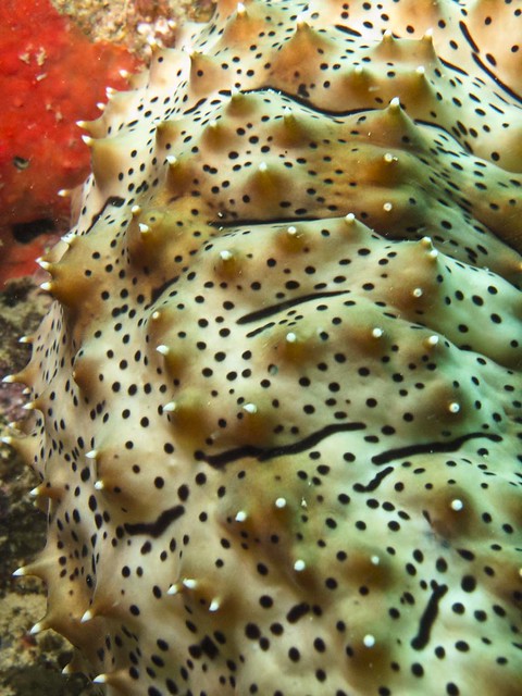 Elephant trunk sea cucumber