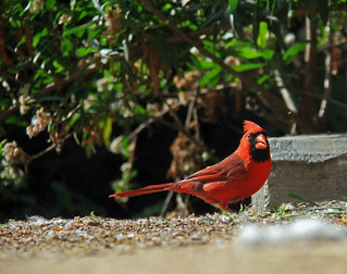 northern Cardinal_2