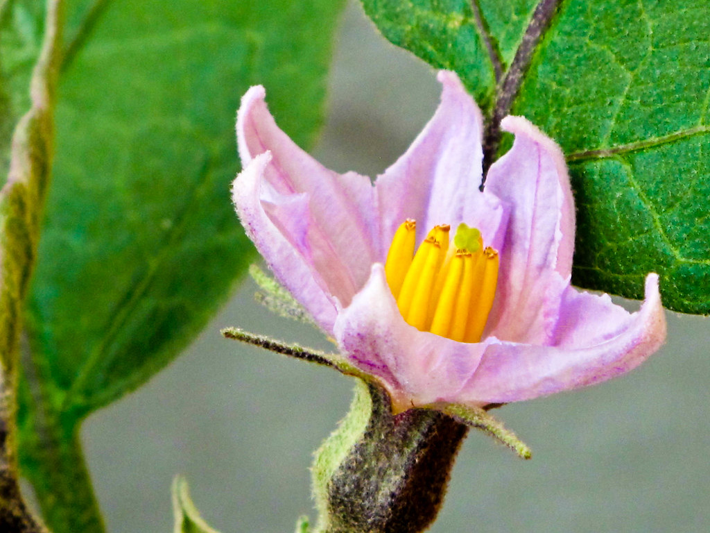 Img 0817 茄子花 Brinjal Flower Bakeling Flickr