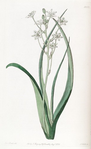 n77_w1150 | Edwards's botanical register.. London :James Rid… | Flickr