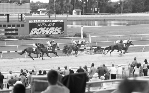 horses horse film analog canon kodak box crowd 85mm racing jockeys jockey horseracing a1 fans f18 stands finishline fd bw400cn