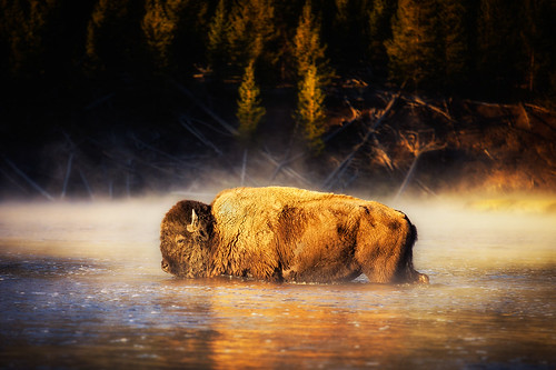 park usa nature animal sunrise river nationalpark stream crossing wildlife national yellowstone bison
