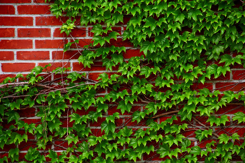 Ivy on Red Brick | Clint Mickel | Flickr