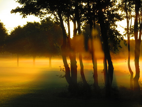 sunrise trees tree 19072016 codublin ireland nature jacko park misty mist abstract