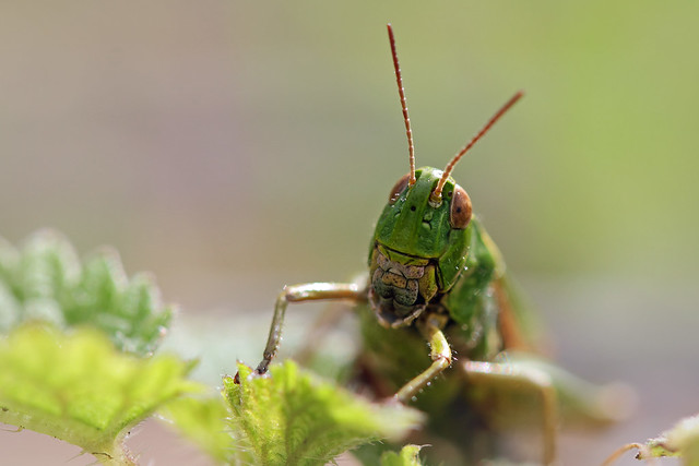 Ahh, grasshopper