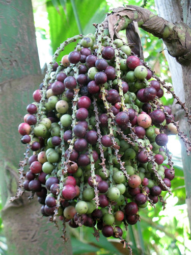 Fishtail Palm Fruit | Eden, Janine and Jim | Flickr
