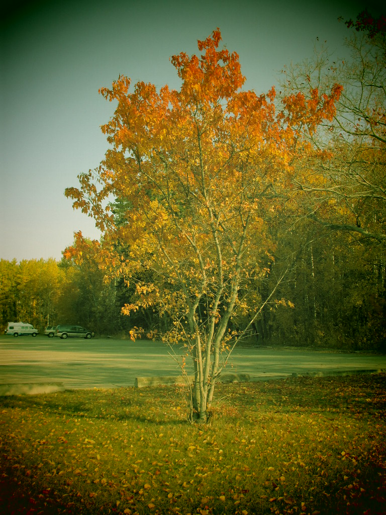 all fall colors | this tree has all fall colors..... | andrea maier2013