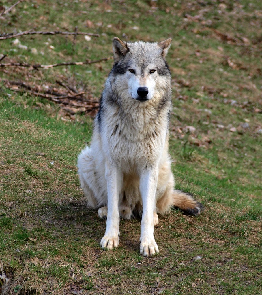 Wolf | Tierpark Ernstbrunn | w_vollmann | Flickr