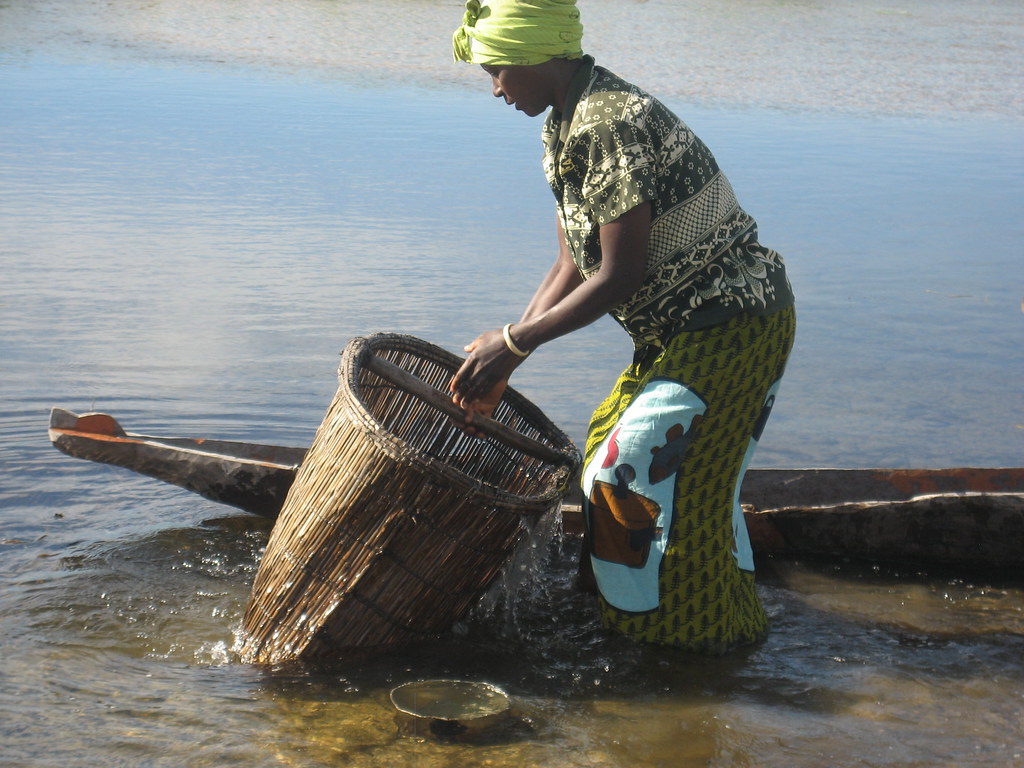 Fishing with fishing basket in Matongo fishing camp, Zambi…