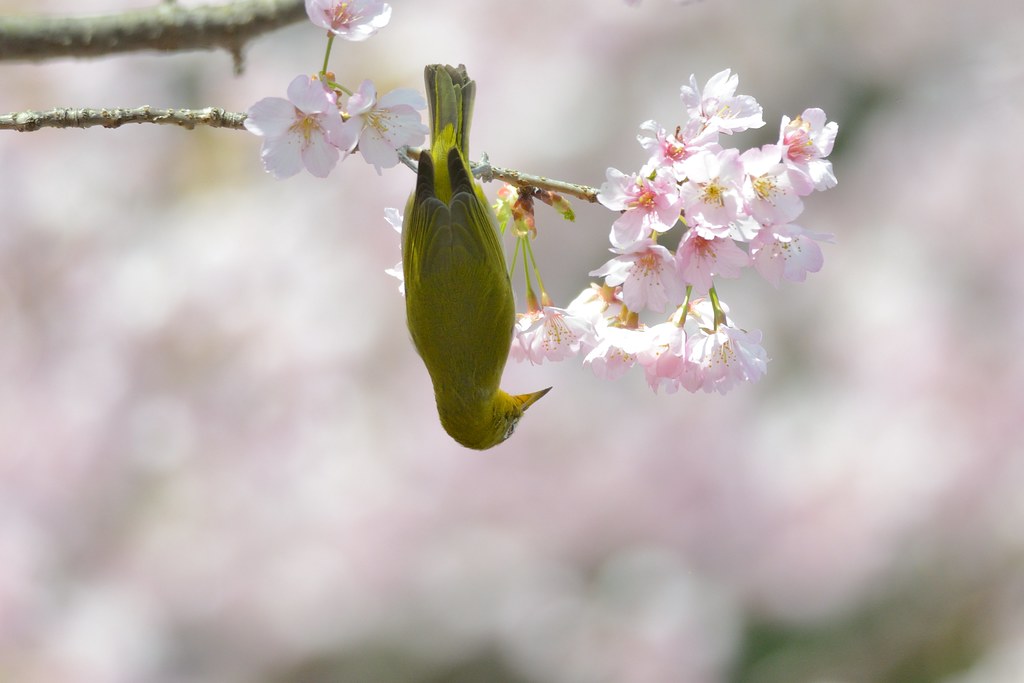 桜にメジロ メジロ 学名 Zosterops Japonicus 英名 Japanese White Eye 寒桜 Flickr