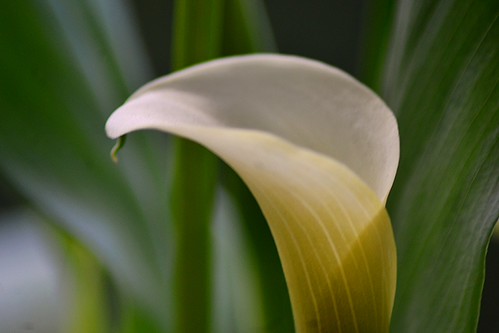calla lily | by lisa19666