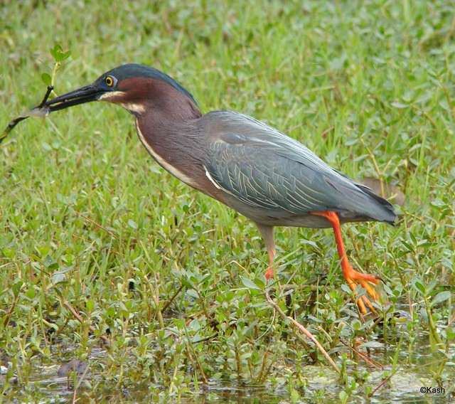I think this is a little blue heron