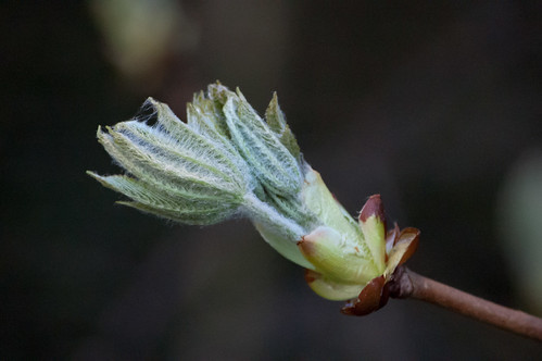 Horse chestnut leaf opening