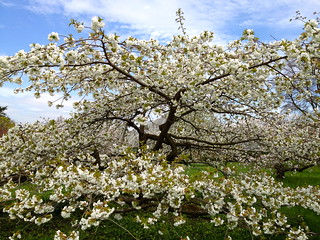 Kew cherry blossom - Prunus shirotae | by Fran Pickering