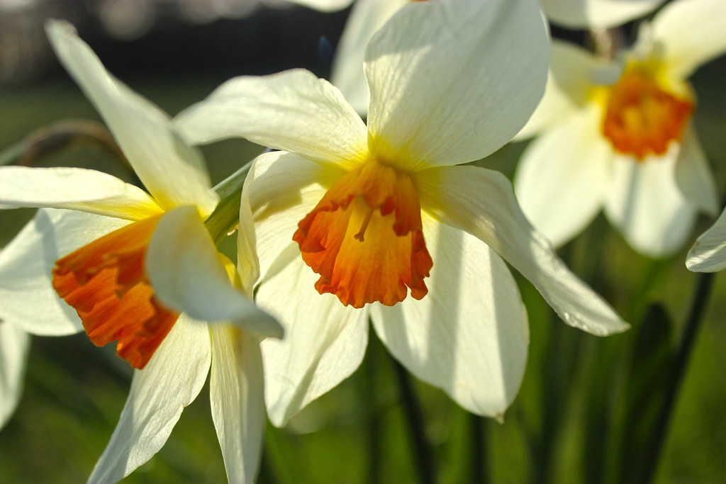 April Flowers | These daffodils looked gorgeous with the eve… | Flickr