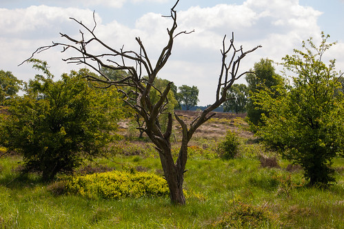 Dead tree on Cannock Chase